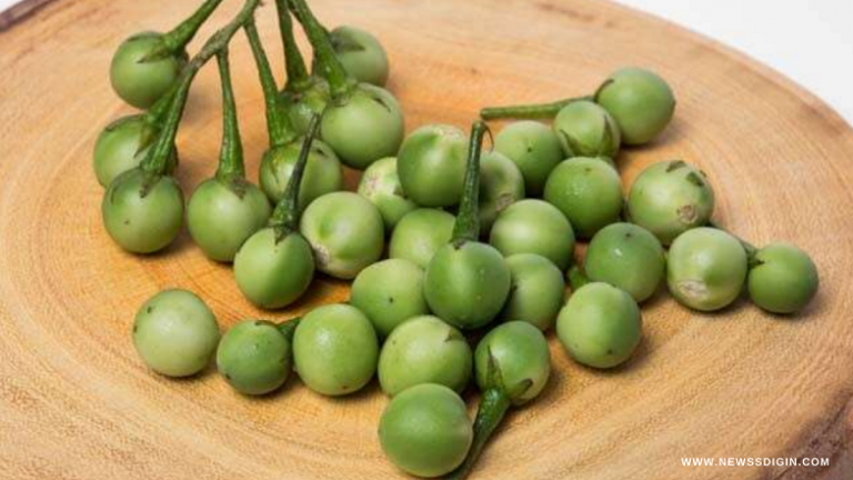 Turkey Berry | The Solanum Torvum Plant Has Surprising Health Benefits