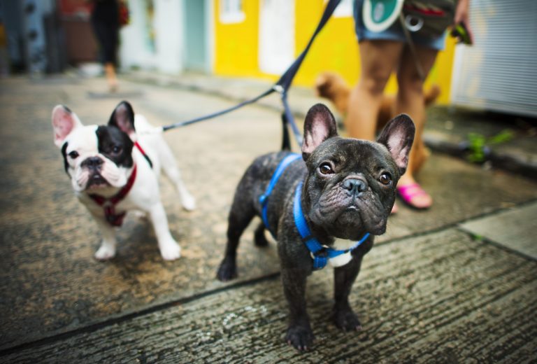 The French Bulldog is a Great House Dog